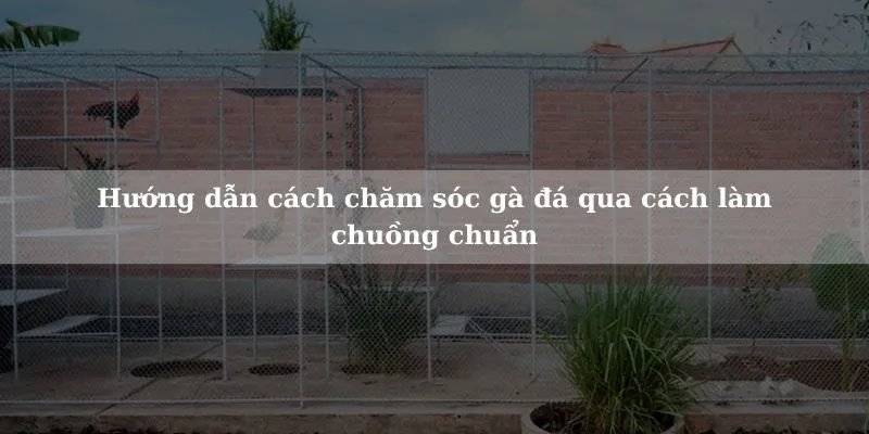 Biết cách chăm sóc gà đá là một nghệ thuật